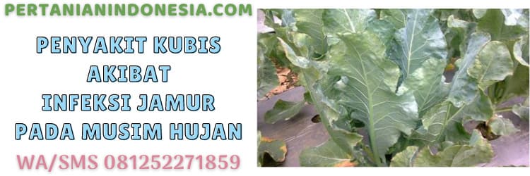 penyakit,musim hujan,penyakit kubis,petani,budidaya kubis
